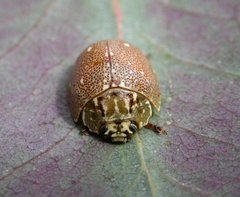 Paropsis aegrota