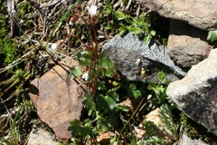 Saxifraga debilis