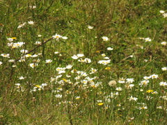 Leucanthemum vulgare