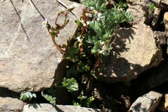 Saxifraga debilis