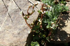 Saxifraga debilis