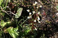Saxifraga debilis