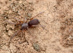 Prodidomus amaranthinus