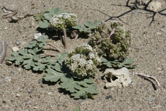 Cymopterus corrugatus