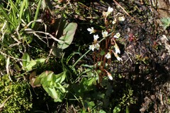 Saxifraga debilis