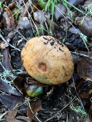 Lactarius rubrilacteus