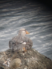 Tachyeres patachonicus