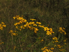 Tagetes zypaquirensis