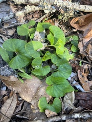 Viola floridana
