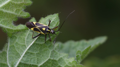 Grypocoris syriacus