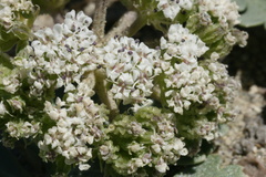 Cymopterus corrugatus