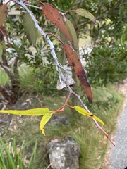 Eucalyptus caesia