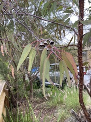 Eucalyptus caesia