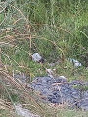 Gallinago paraguaiae