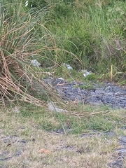 Gallinago paraguaiae