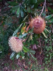 Banksia serrata