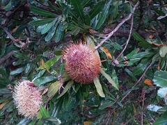 Banksia serrata