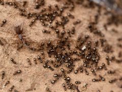 Prodidomus amaranthinus