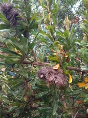 Banksia serrata