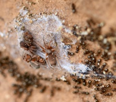 Prodidomus amaranthinus