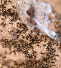 Prodidomus amaranthinus