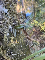 Epidendrum conopseum