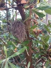 Banksia serrata