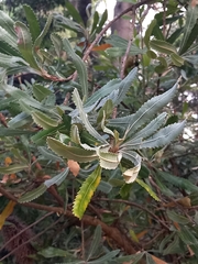 Banksia serrata
