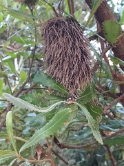 Banksia serrata