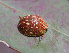 Paropsis geographica