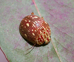 Paropsis geographica