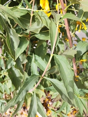 Helianthus tuberosus