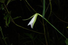 Cleistes grandiflora