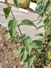 Helianthus tuberosus