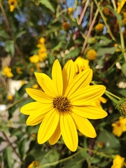 Helianthus tuberosus