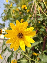 Helianthus tuberosus