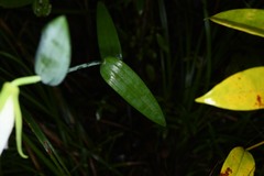 Cleistes grandiflora