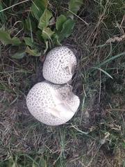 Lycoperdaceae