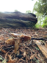 Russula fragrantissima