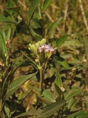 Chromolaena leivensis