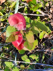 Exobasidium ferrugineae
