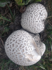 Lycoperdaceae