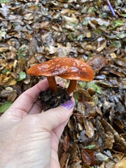 Lactarius rufulus
