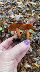 Lactarius rufulus