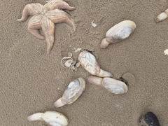 Mollusca