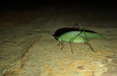 Anaulacomerina