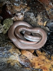 Contia tenuis