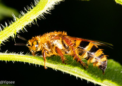 Phalerimeris phalerata