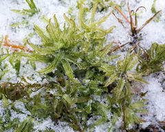 Atrichum altecristatum