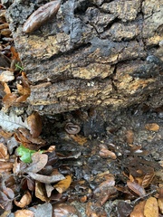 Contia tenuis